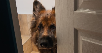 inès pet sitter à SAUMUR 49400_2