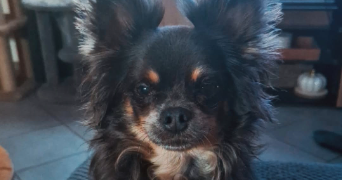 maeva pet sitter à HAUVILLE 27350_5