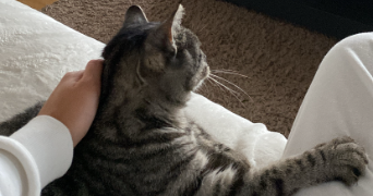 margaux cat sitter à LILLE 59000_4