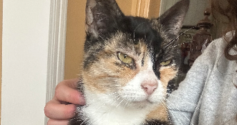 pauline pet sitter à Auchy les mines 62138_4