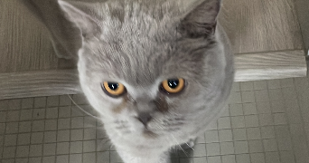 myriam pet sitter à INGLANGE 57970_9