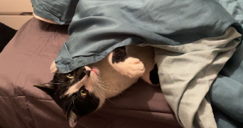 aline pet sitter à CHAMBERY 73000_5