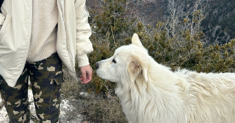 lana pet sitter à ST ANDRE DE LA ROCHE 06730_1