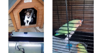 mariana pet sitter à VENACO 20231_1