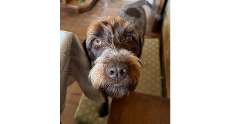 héloïse pet sitter à CHARTRES 28000_4