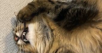 samantha cat sitter à SOISY SUR ECOLE 91840_6