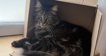 anaïs pet sitter à NUEIL LES AUBIERS 79250_1