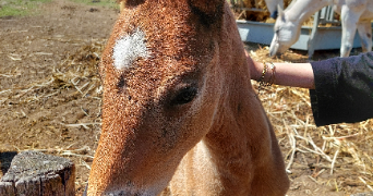 sanae pet sitter à POITIERS 86000_5