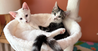 Sarah pet sitter à Épinay-sur-Seine 93800_4