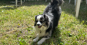 océane pet sitter à ST MANDRIER SUR MER 83430_3