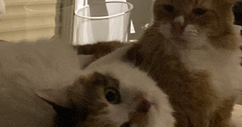 boudillon pet sitter à PETIT BOURG 97170_3