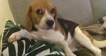 raphael pet sitter à Gennevilliers 92230_2