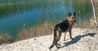 anaelle pet sitter à AGUILCOURT 02190_9
