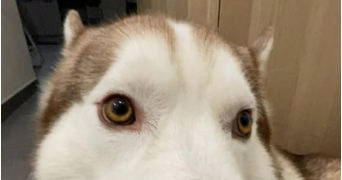 lola pet sitter à COURCELLES SUR NIED 57530_4