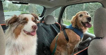 alysson pet sitter à GIF SUR YVETTE 91190_4