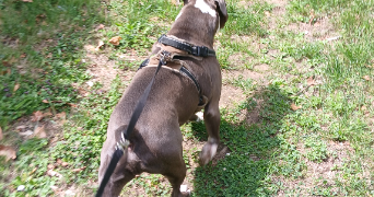 vivien pet sitter à COUBERT 77170_0