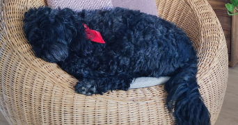 fabien pet sitter à SEINGBOUSE 57455_4