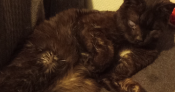 emilie pet sitter à MELUN 77000_3