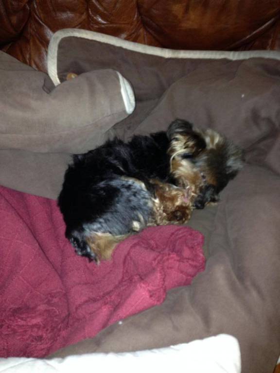 marion pet sitter à La chapelle d\'armentieres  59930_0