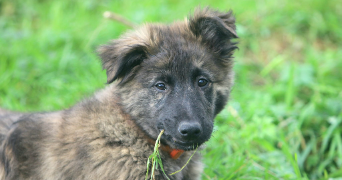 alix pet sitter à RENNES 35000_7