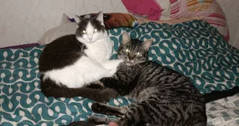 delphine pet sitter à ANNECY 74000