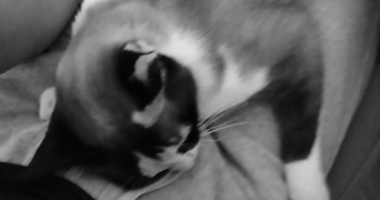 marine pet sitter à CHARMOY 89400_2