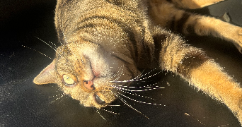 léane pet sitter à DARNETAL 76160_1