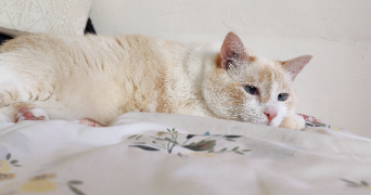 léa pet sitter à VITROLLES 13127_5