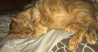 muriel pet sitter à LE LION D'ANGERS 49220_1