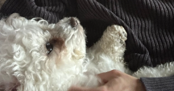 nino pet sitter à MEUDON 92190_3