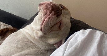 sarah pet sitter à DIJON 21000_3