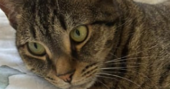 héléna cat sitter à ST MAUR DES FOSSES 94100_1