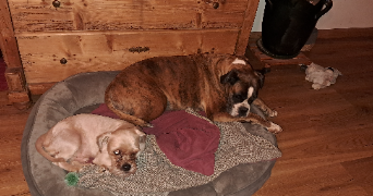 francis pet sitter à DURAVEL 46700_1