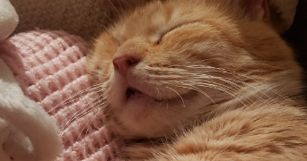 annelyse pet sitter à ISSOIRE 63500_1