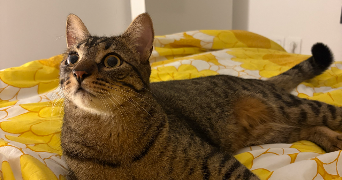 carla pet sitter à ST CYR L ECOLE 78210_3