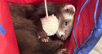 leeloo pet sitter à CHARLEVILLE MEZIERES 08000_3