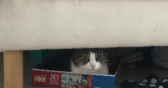 sasha pet sitter à MELUN 77000_1