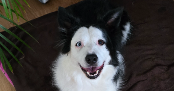 cindy pet sitter à Saint just Chaleyssin 38540_0