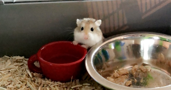 charlotte pet sitter à BAILLEUL 59270_4