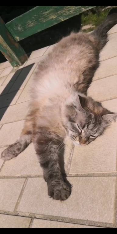 laurine pet sitter à Aix-les-Bains 73100_0