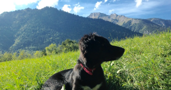 elodie pet sitter à ALBERTVILLE 73200_7