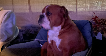 éléa pet sitter à LYON 03 69003_1