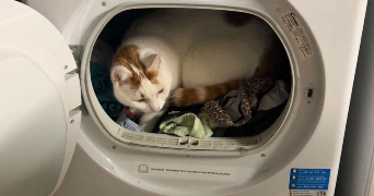 coleen pet sitter à ROCOURT ST MARTIN 02210_1