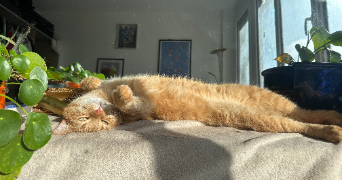 tiffany cat sitter à PARIS 15 75015_0