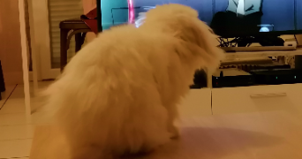 héloïse pet sitter à PLOMBIERES LES BAINS 88370_5