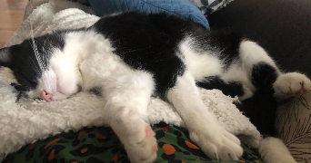 corinne pet sitter à VITRE 35500_5
