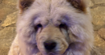 loulith pet sitter à CHARENTON LE PONT 94220_2