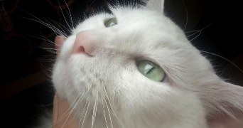 elizaveta pet sitter à VILLENEUVE LA GARENNE 92390_5