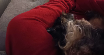 léa pet sitter à AUXONNE 21130_1