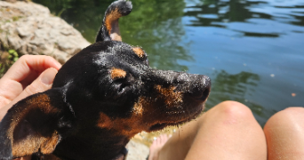aurélie pet sitter à Nuzéjouls 46150_14